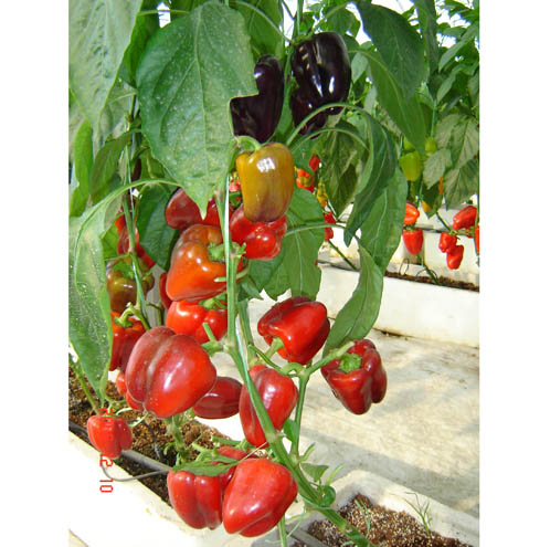 種子交易會(huì)照片